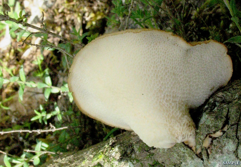 Polyporus tuberaster